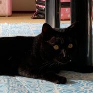 2歳前の成猫の男の子