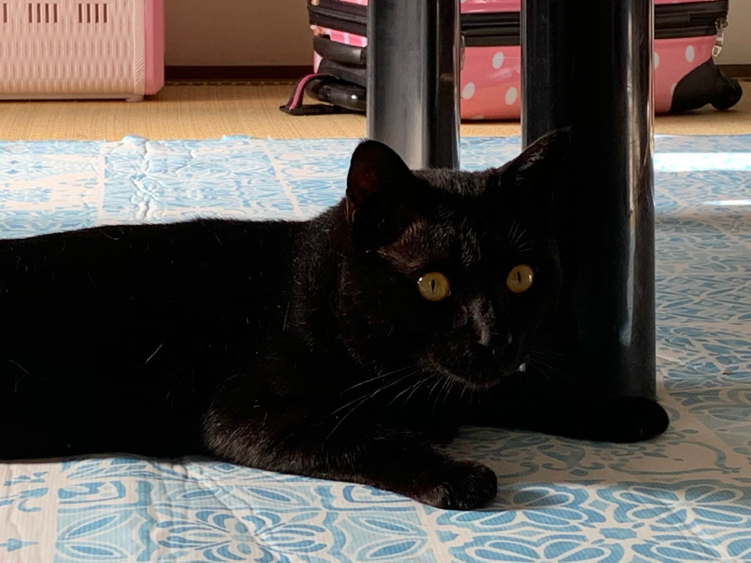 2歳前の成猫の男の子