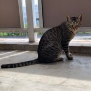 3歳前の成猫の男の子