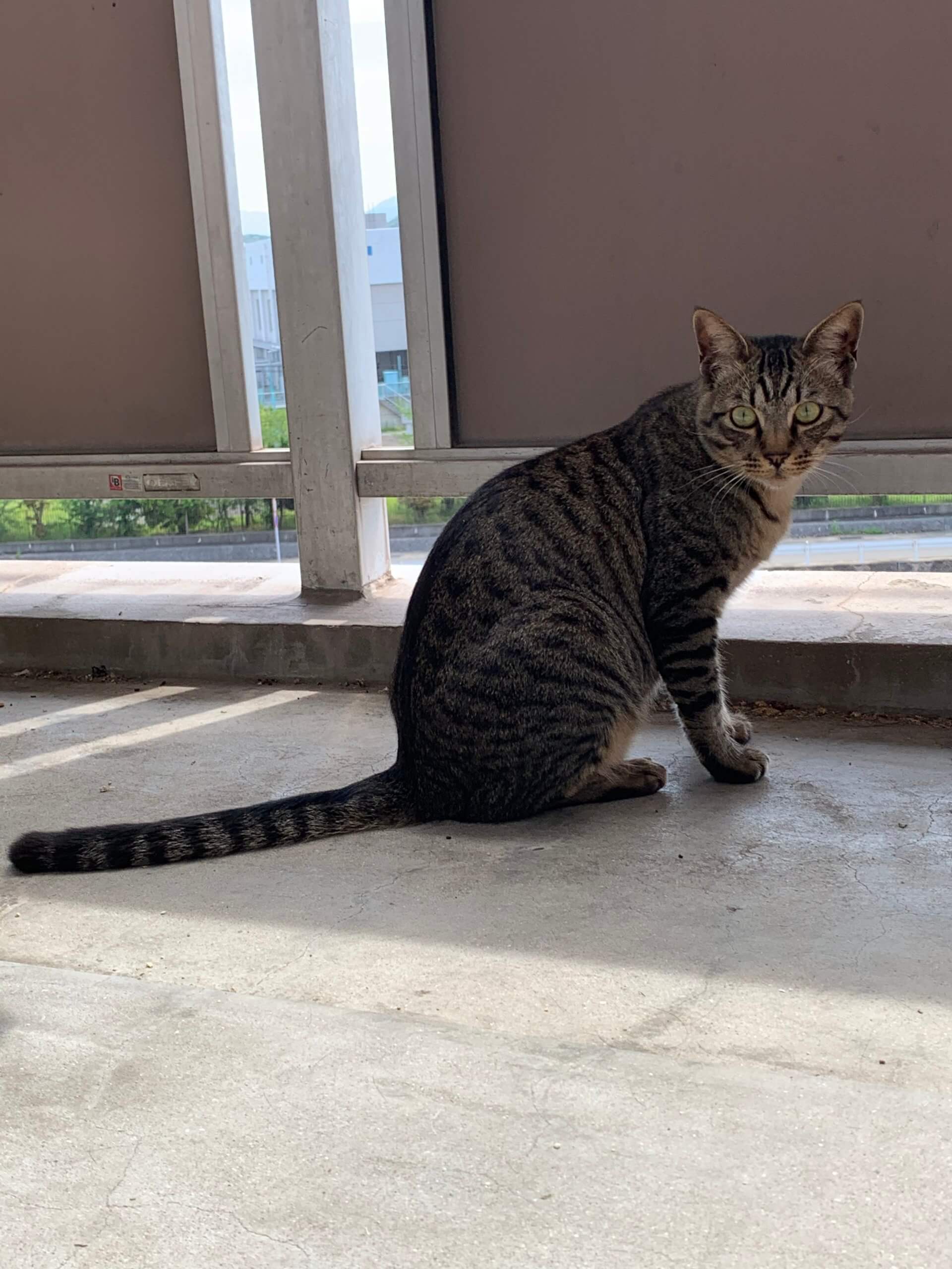 3歳前の成猫の男の子