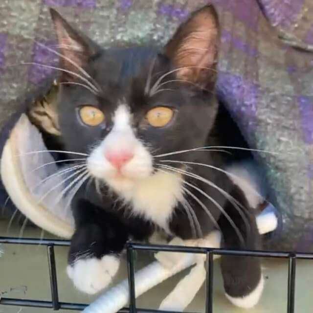 大阪 泉州 ミルクボランティア募集