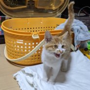 生後約1ヶ月半♂人懐っこい茶トラ白