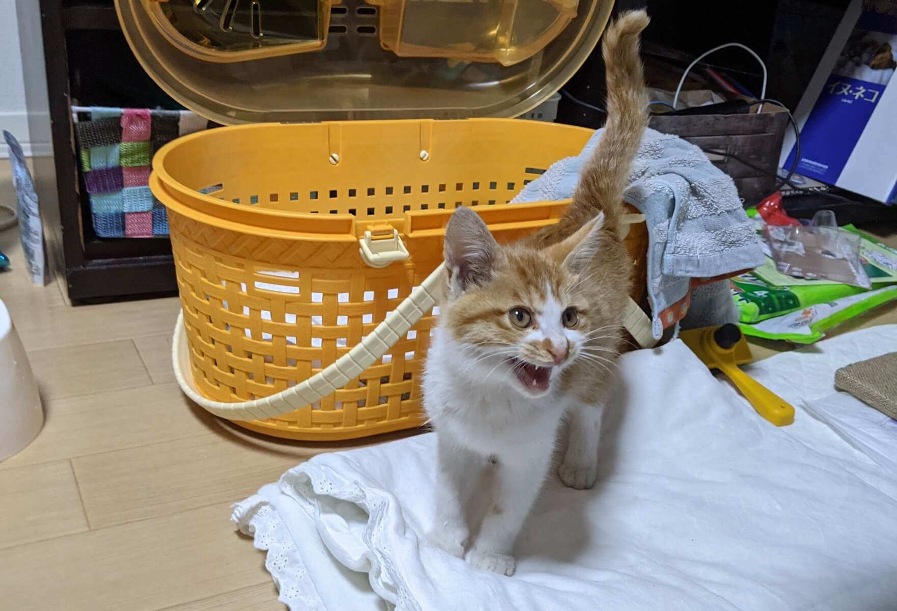 生後約1ヶ月半♂人懐っこい茶トラ白