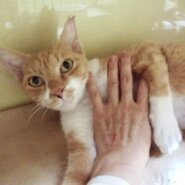 空き家に捨てられ苦労した子です