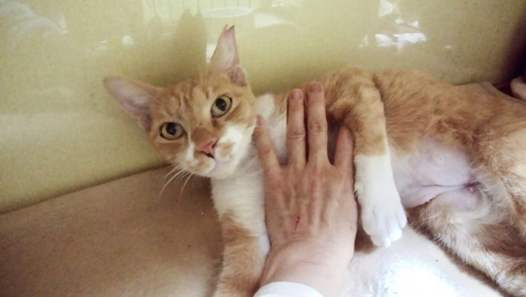 空き家に捨てられ苦労した子です