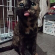 空き家に捨てられ苦労した子です