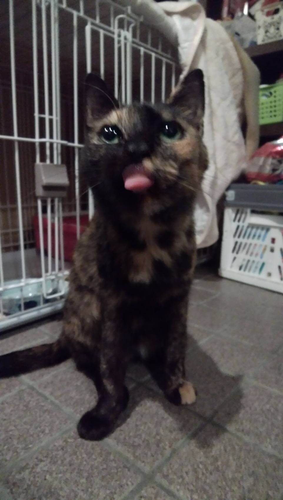 空き家に捨てられ苦労した子です