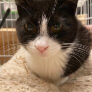 【保護猫】市（いち）推定6ヶ月♂ハチワレ