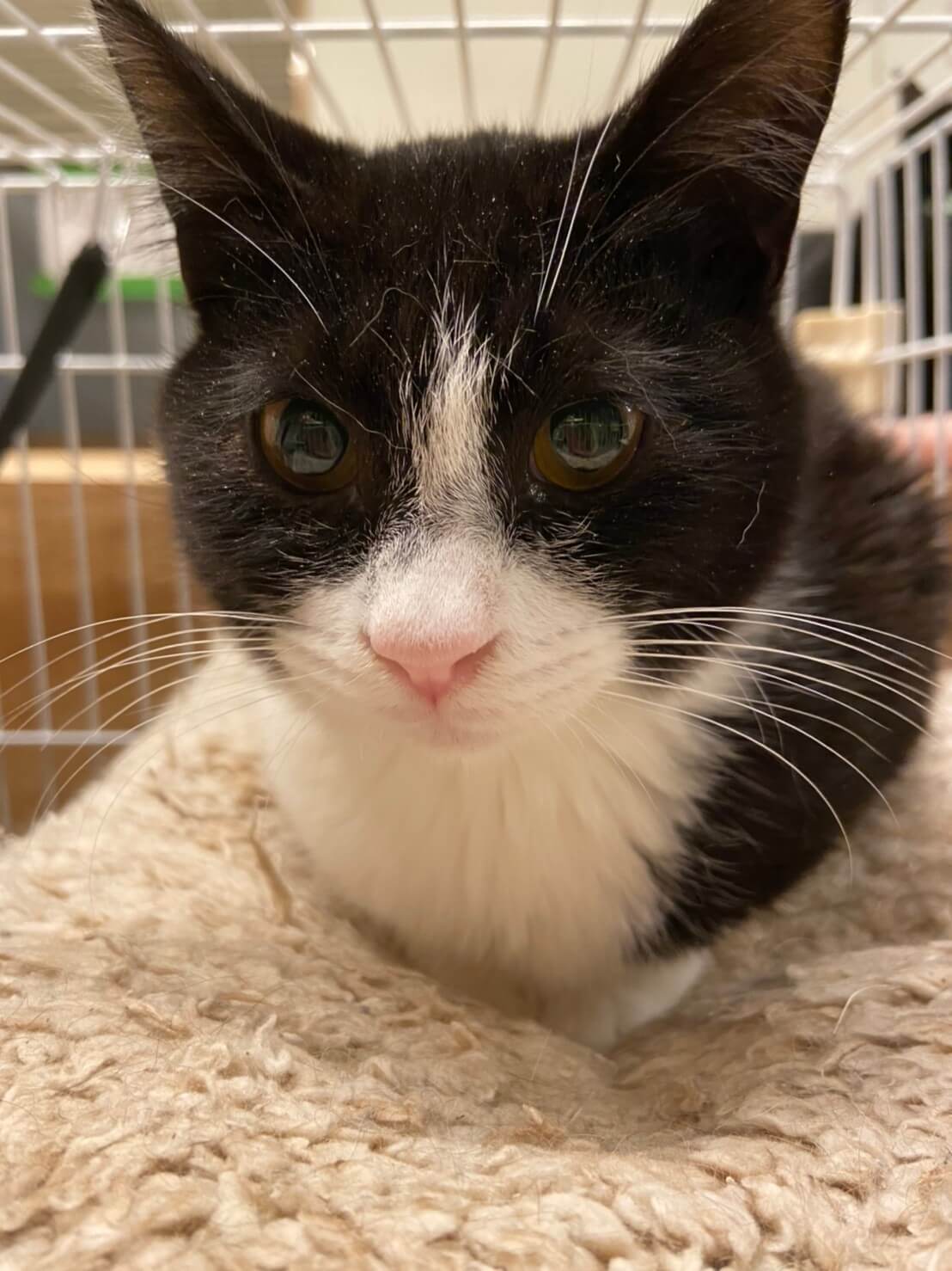 【保護猫】市（いち）推定6ヶ月♂ハチワレ