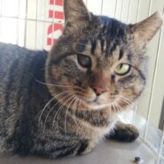 【保護猫】シャンクス推定３～５歳♂キジトラ