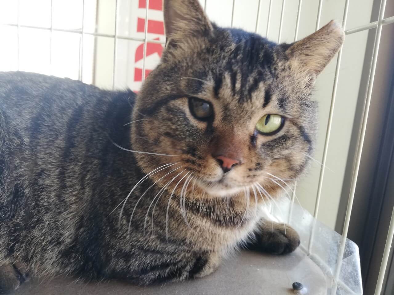 【保護猫】シャンクス推定３～５歳♂キジトラ