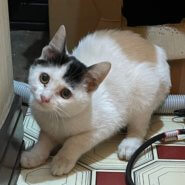 抱っこ大好き・肩乗り猫のフンちゃん