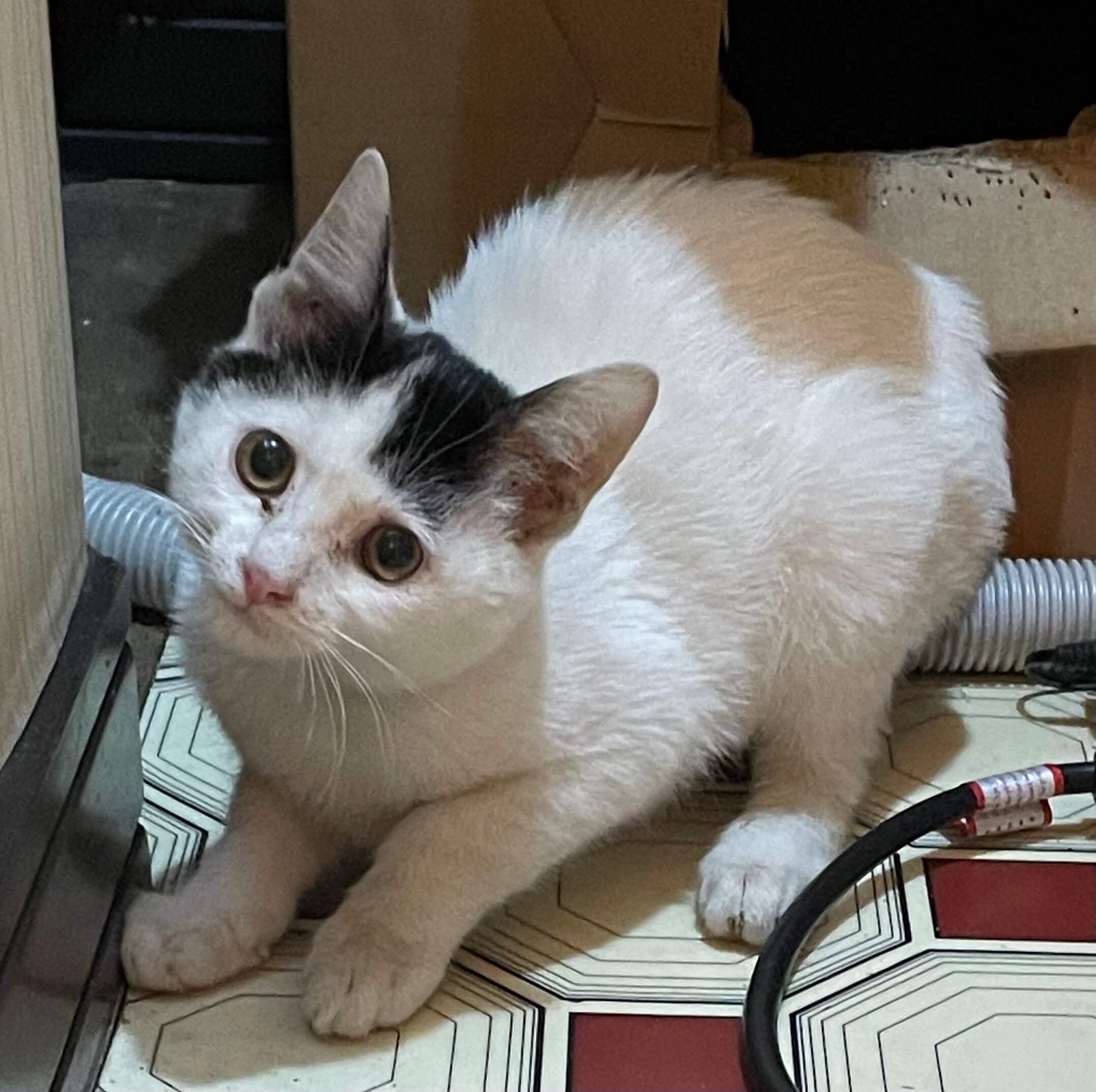 抱っこ大好き・肩乗り猫のフンちゃん