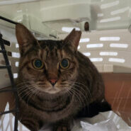 【保護猫】ちび推定２歳♀キジサビ