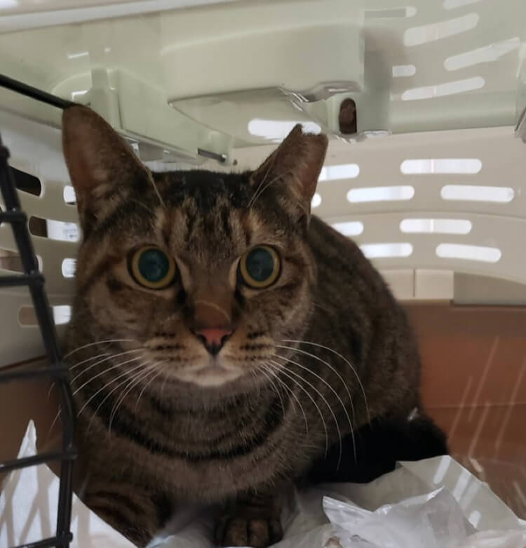 【保護猫】ちび推定２歳♀キジサビ