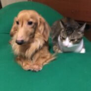 12歳　ミニチュアダックス雄