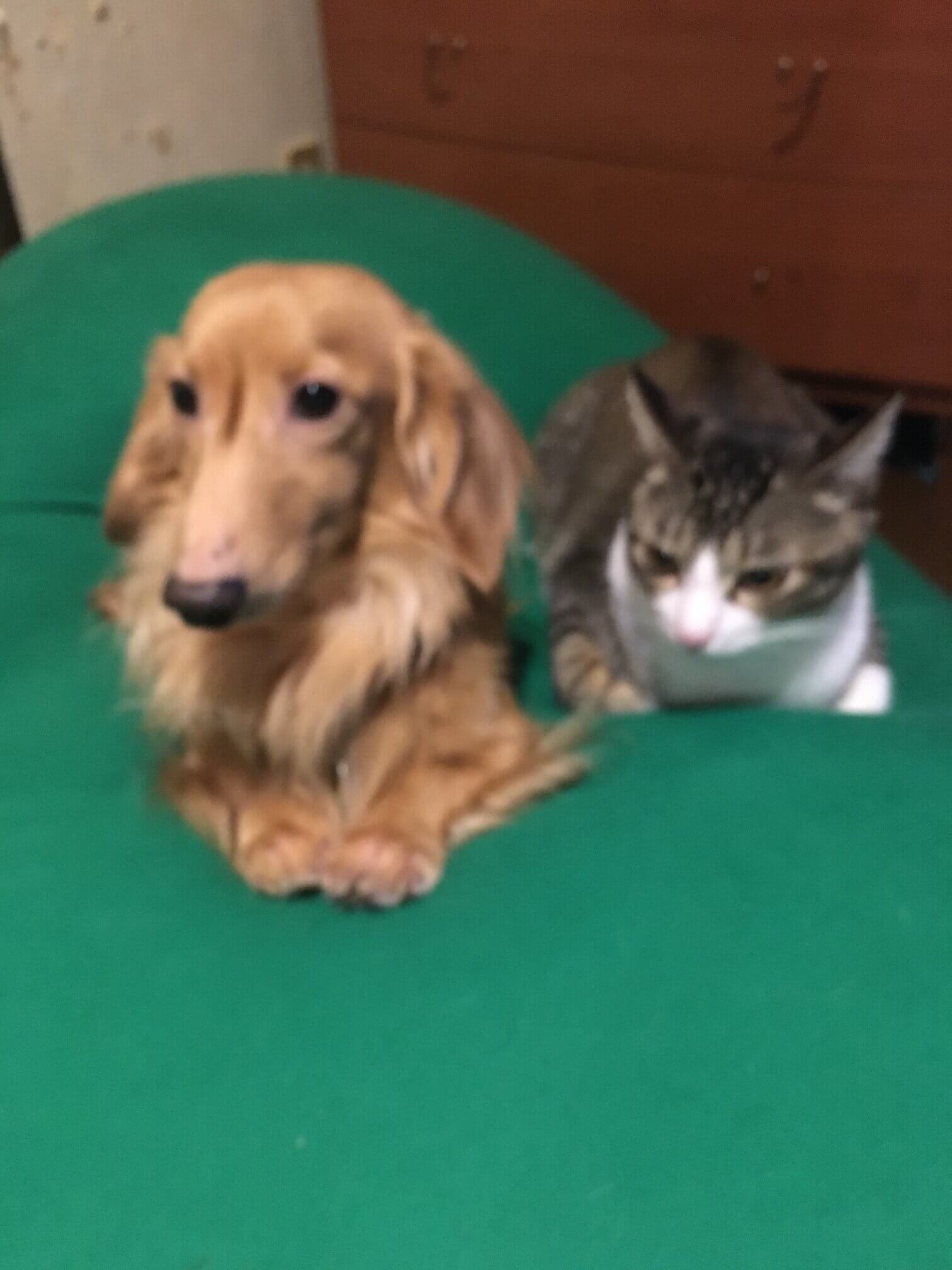 12歳　ミニチュアダックス雄