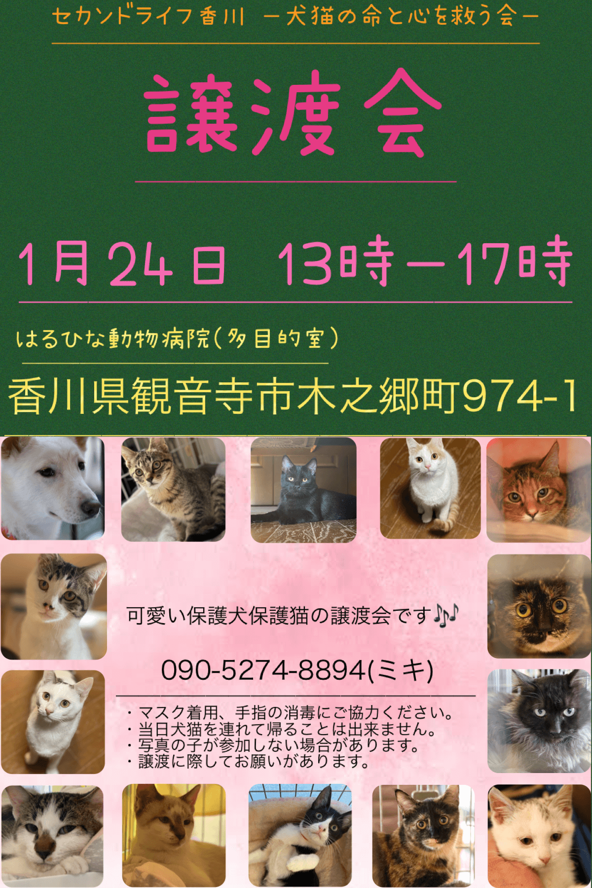 保護犬＆保護猫の譲渡会