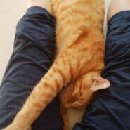 人間も抱っこも大好き性格抜群です