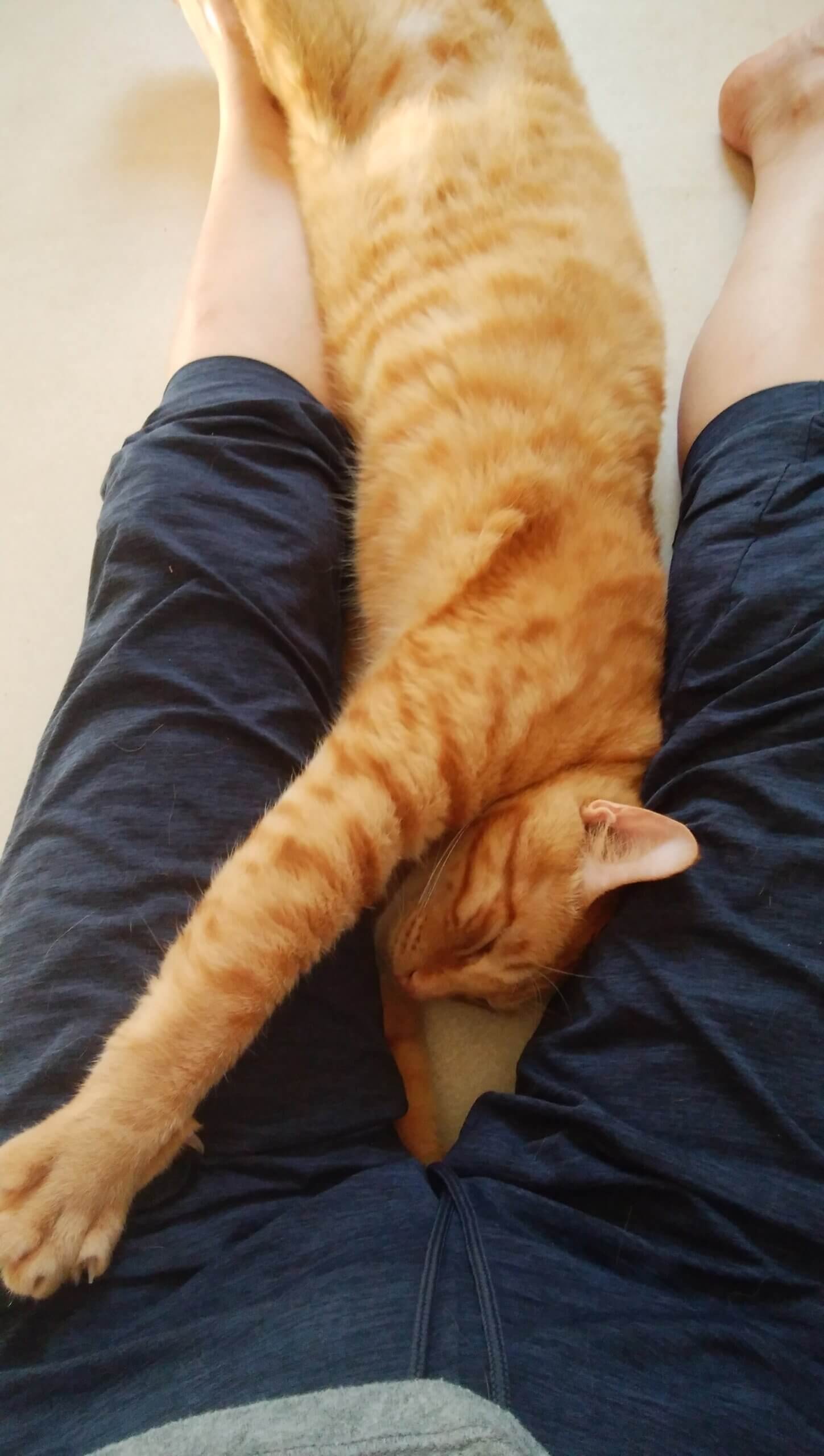 人間も抱っこも大好き性格抜群です