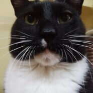 甘えん坊で人が大好きです