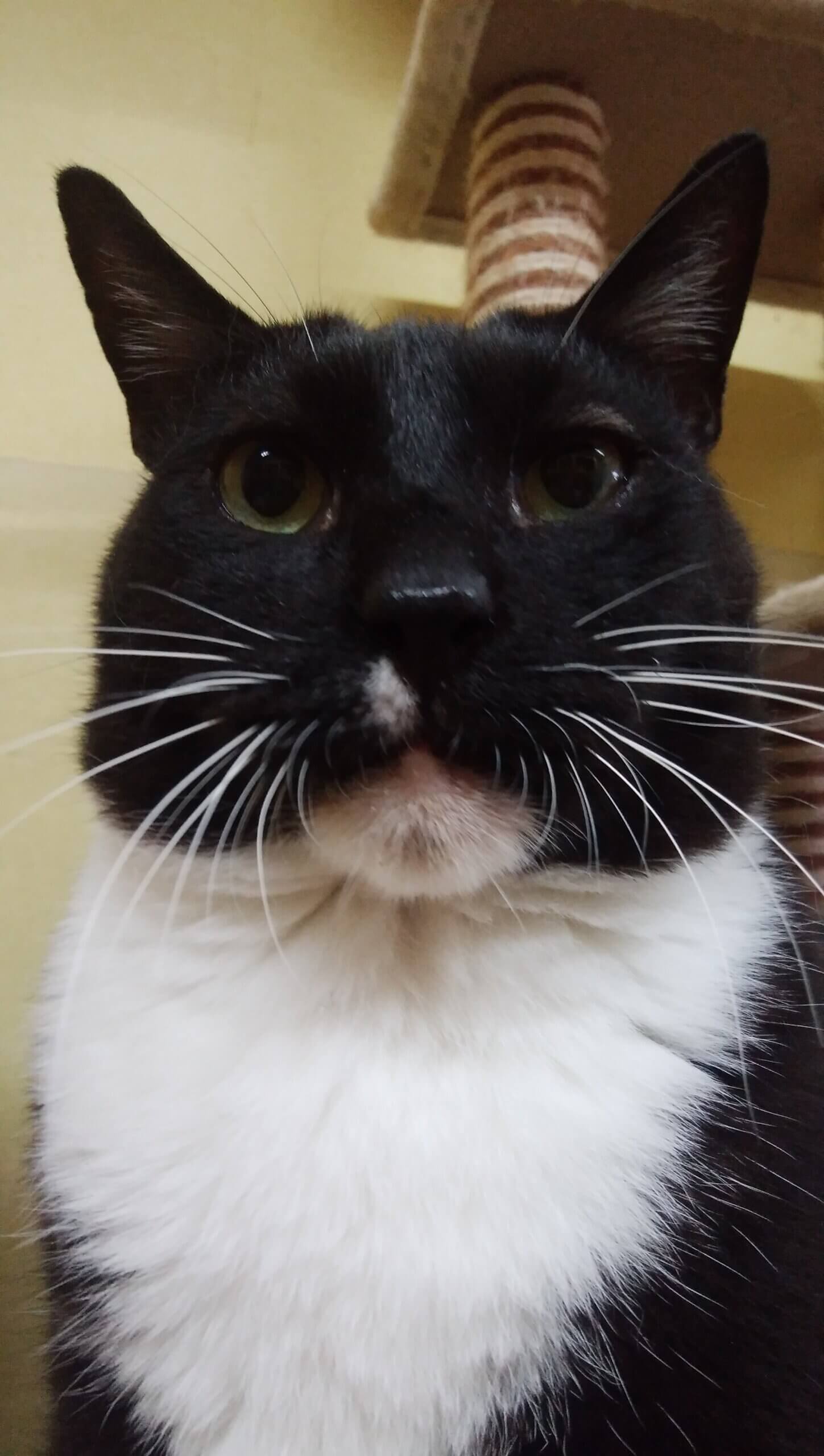 甘えん坊で人が大好きです