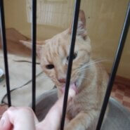 空き家に捨てられ苦労した子です