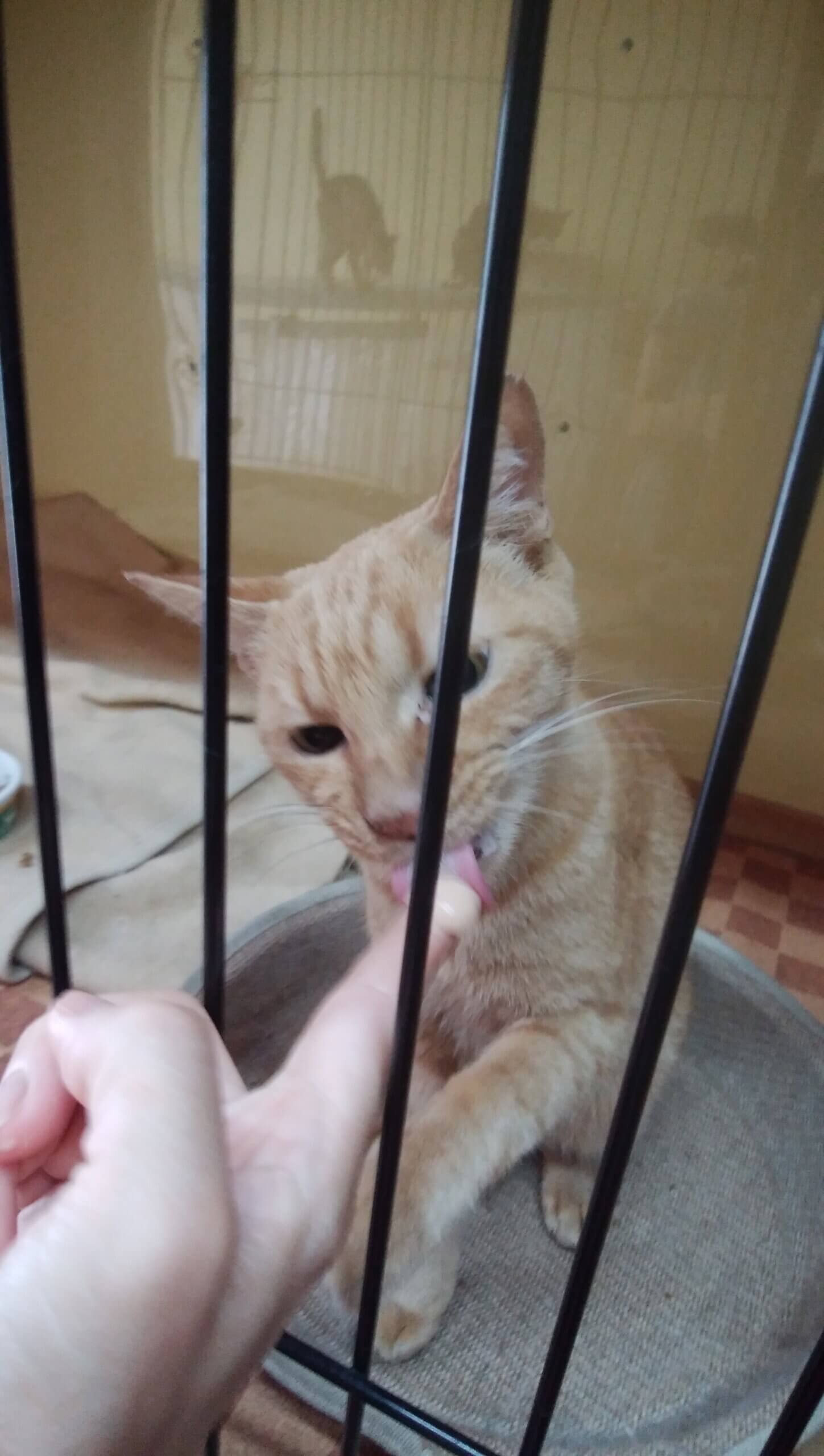 空き家に捨てられ苦労した子です