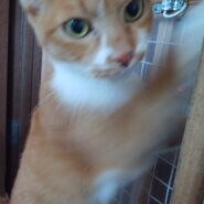 空き家に捨てられ苦労した子です