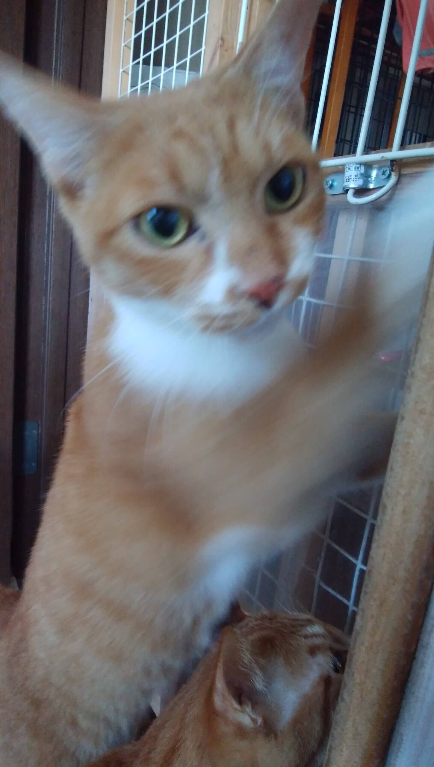 空き家に捨てられ苦労した子です