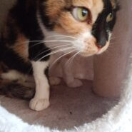 空き家に捨てられ苦労した子です