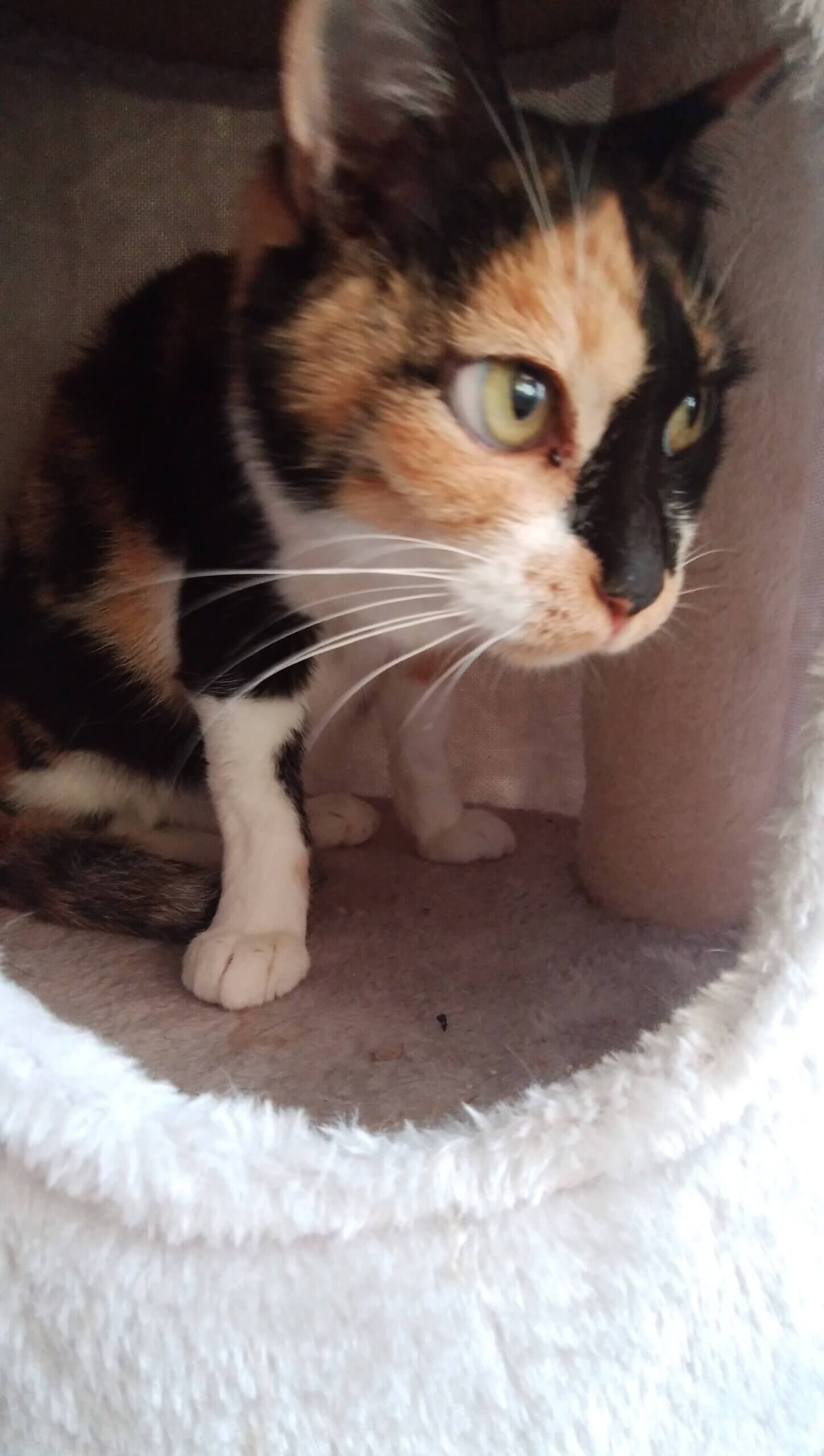 空き家に捨てられ苦労した子です