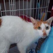 空き家に捨てられ苦労した子です