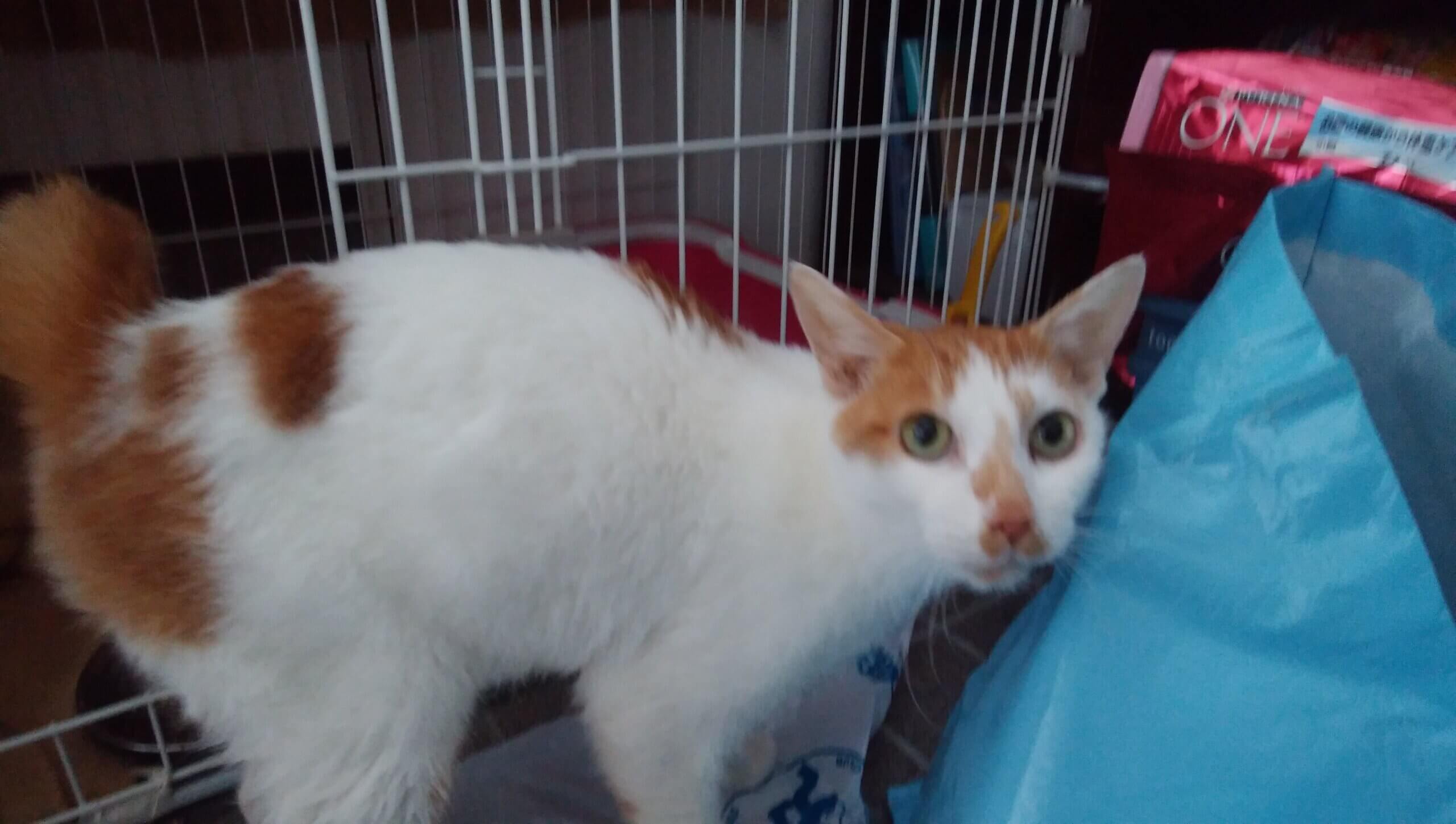 空き家に捨てられ苦労した子です