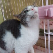 空き家に捨てられ苦労した子です