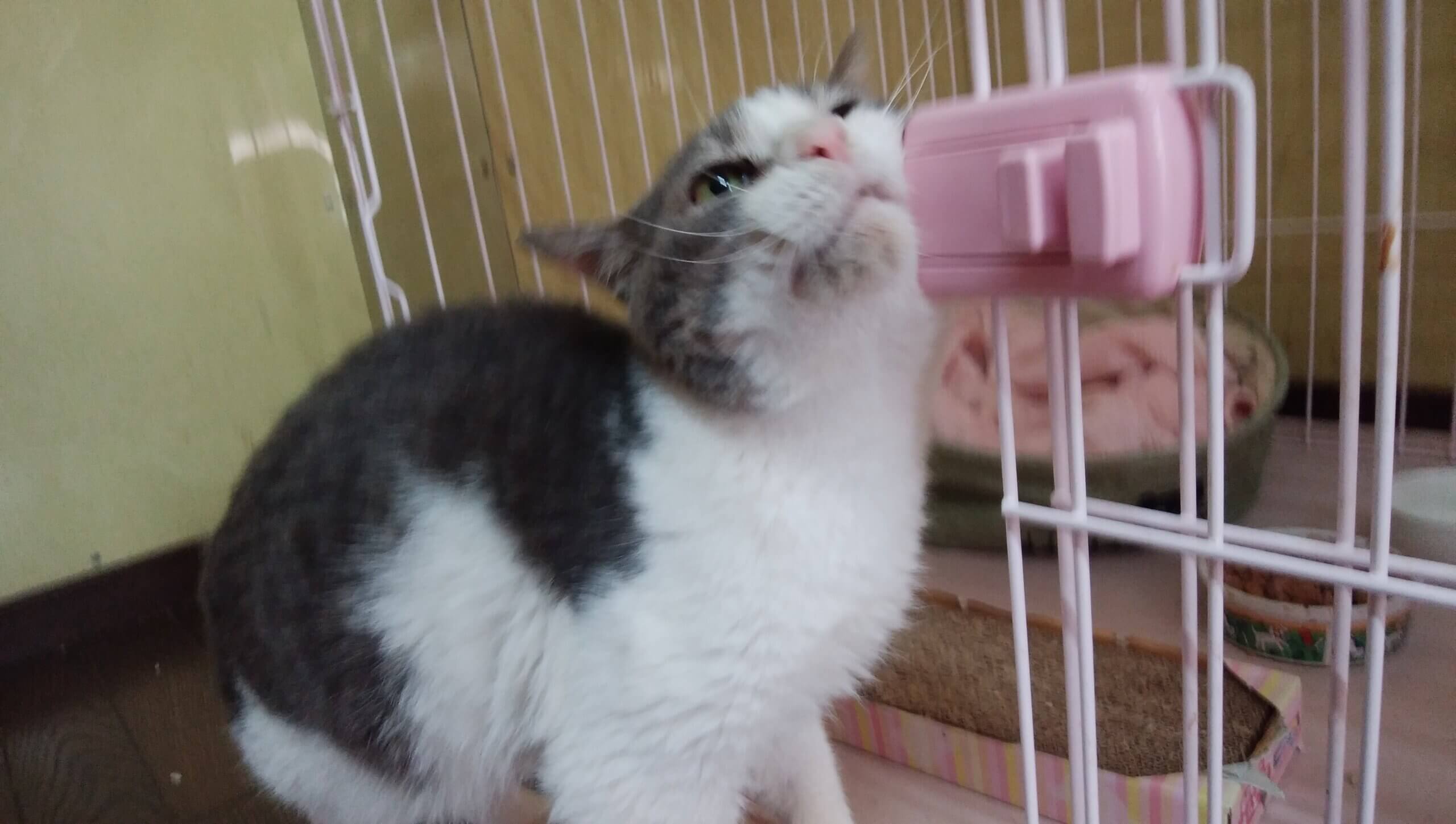 空き家に捨てられ苦労した子です