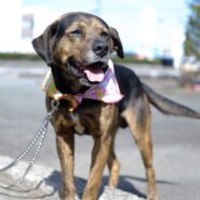 家族として迎えてください。