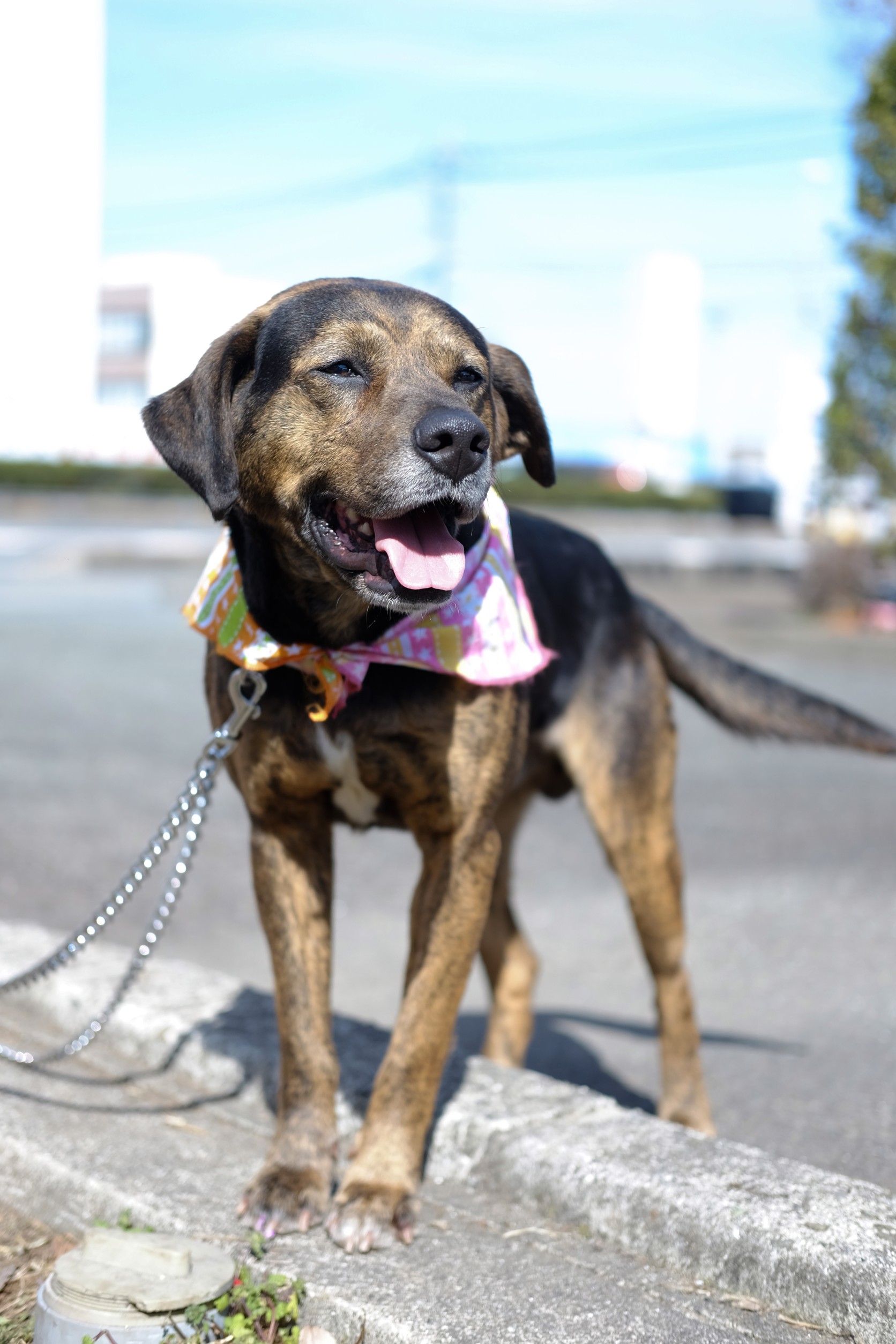 家族として迎えてください。