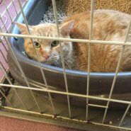 【保護猫】とろ推定3歳♂茶トラ