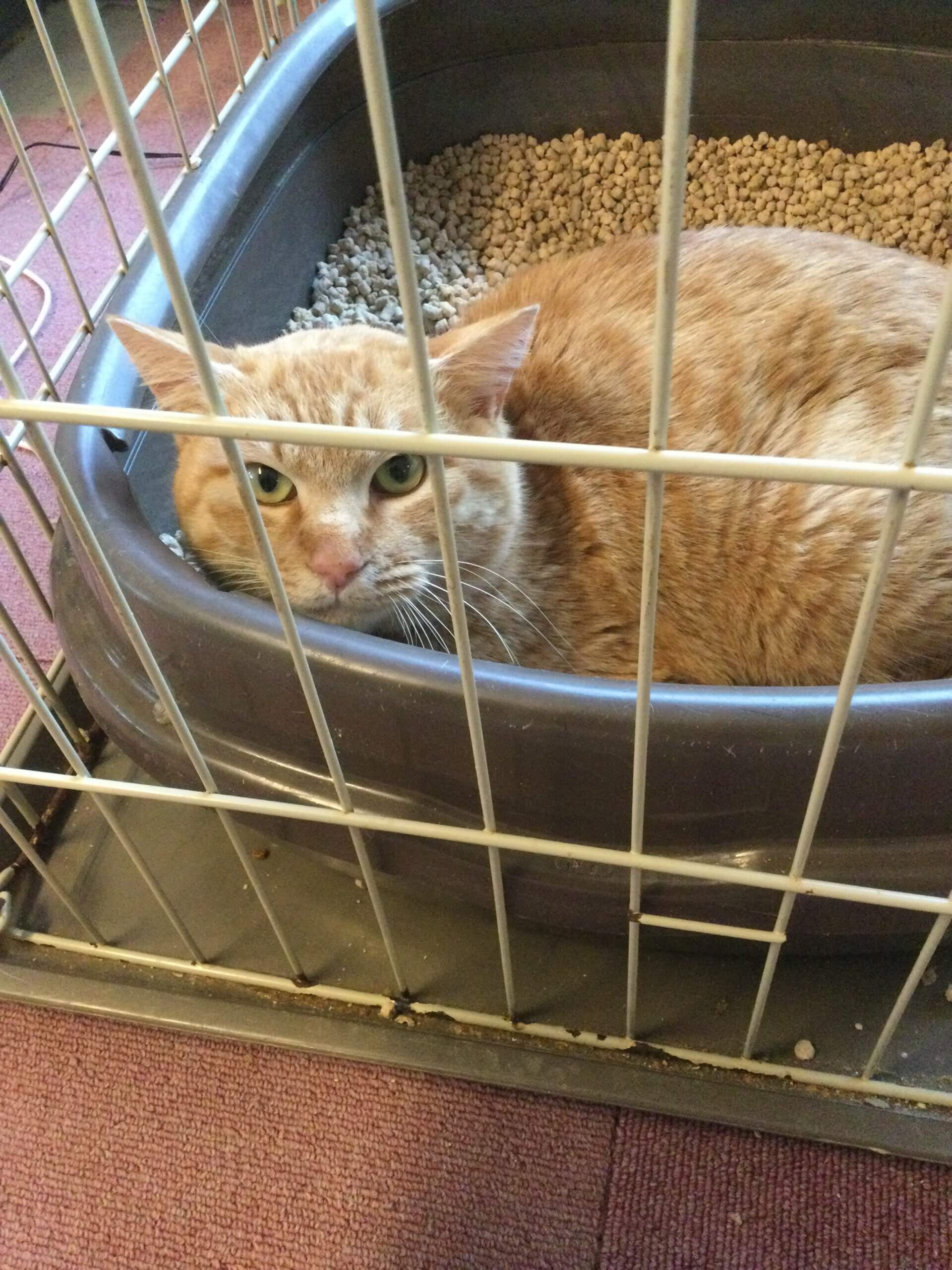 【保護猫】とろ推定3歳♂茶トラ