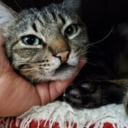 撫でられるのが大好きな甘えたさん