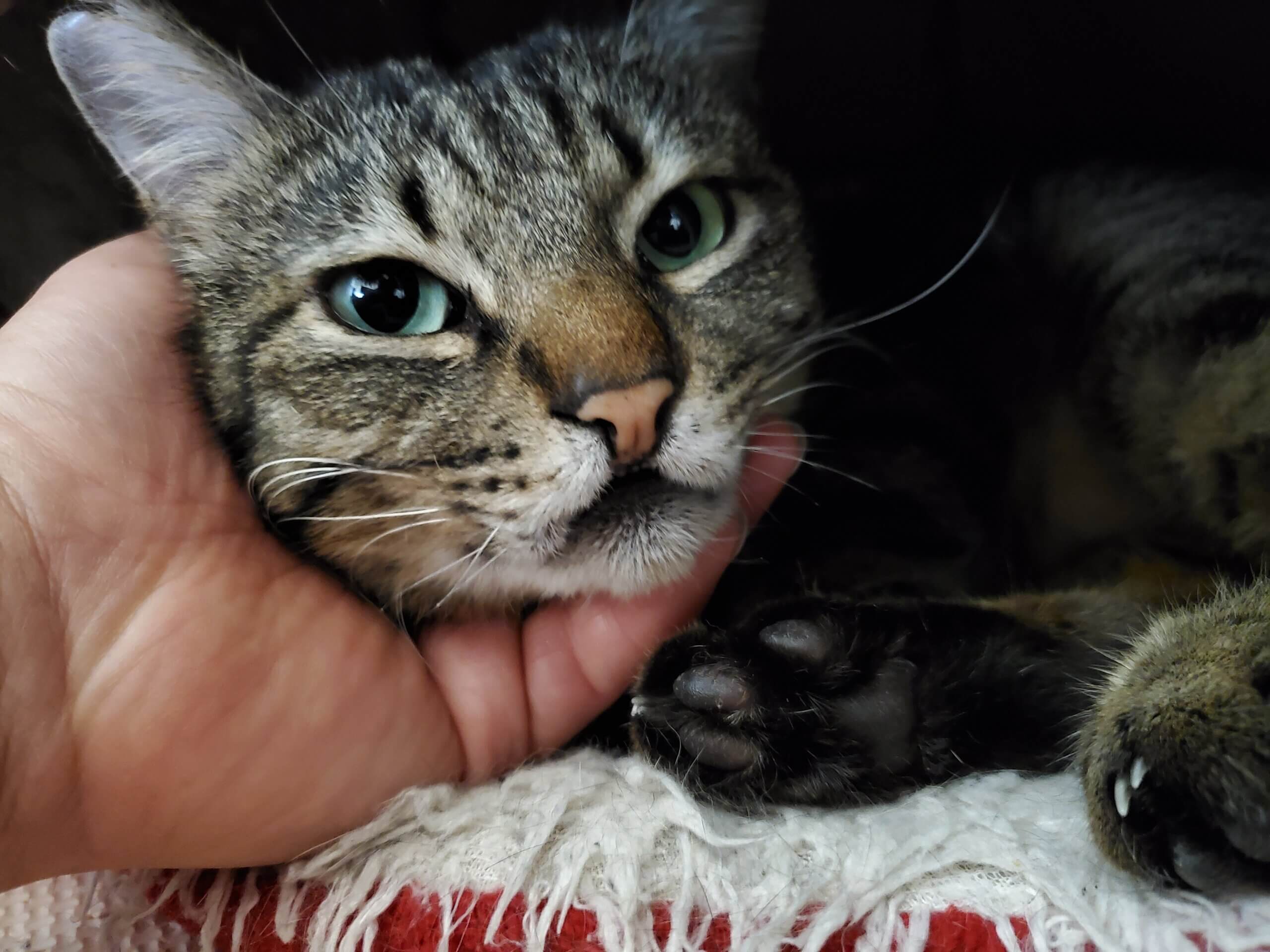 撫でられるのが大好きな甘えたさん