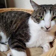 鳴いて、ご飯やおやつを催促する食いしん坊さん