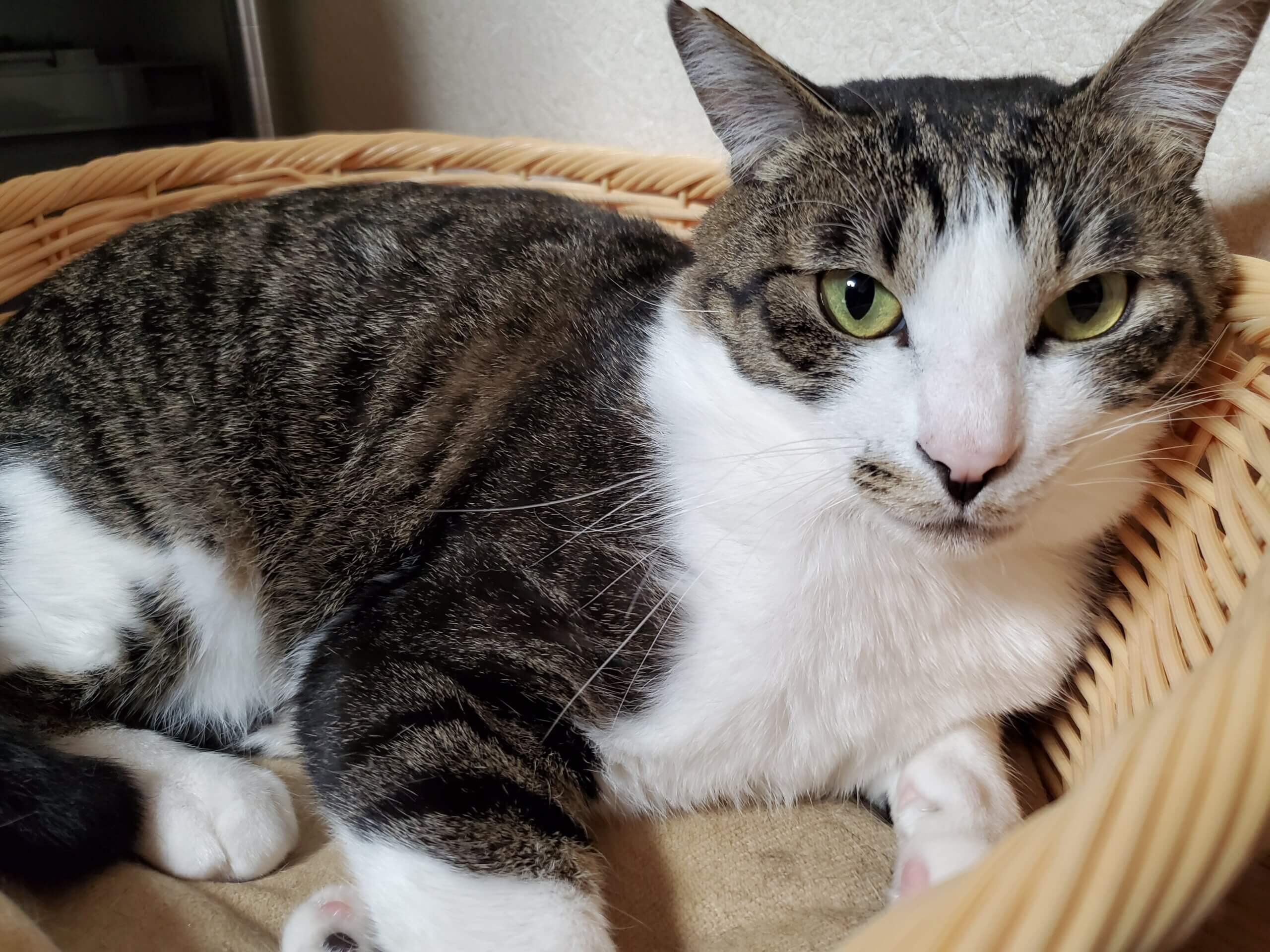 鳴いて、ご飯やおやつを催促する食いしん坊さん