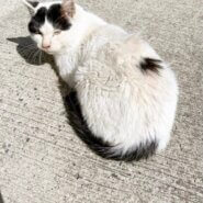 人馴れした成猫