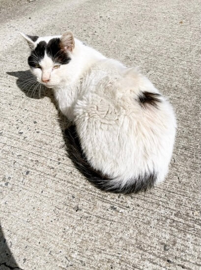 人馴れした成猫