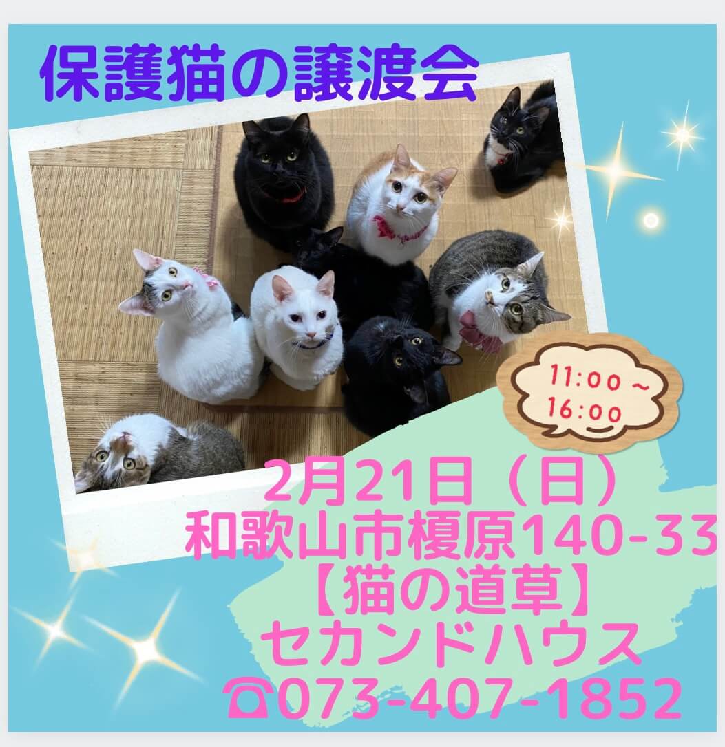 猫の道草&NPO法人WITHDOG合同保護猫の譲渡会