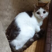 珍しい毛色◇かぼちゃくん◇