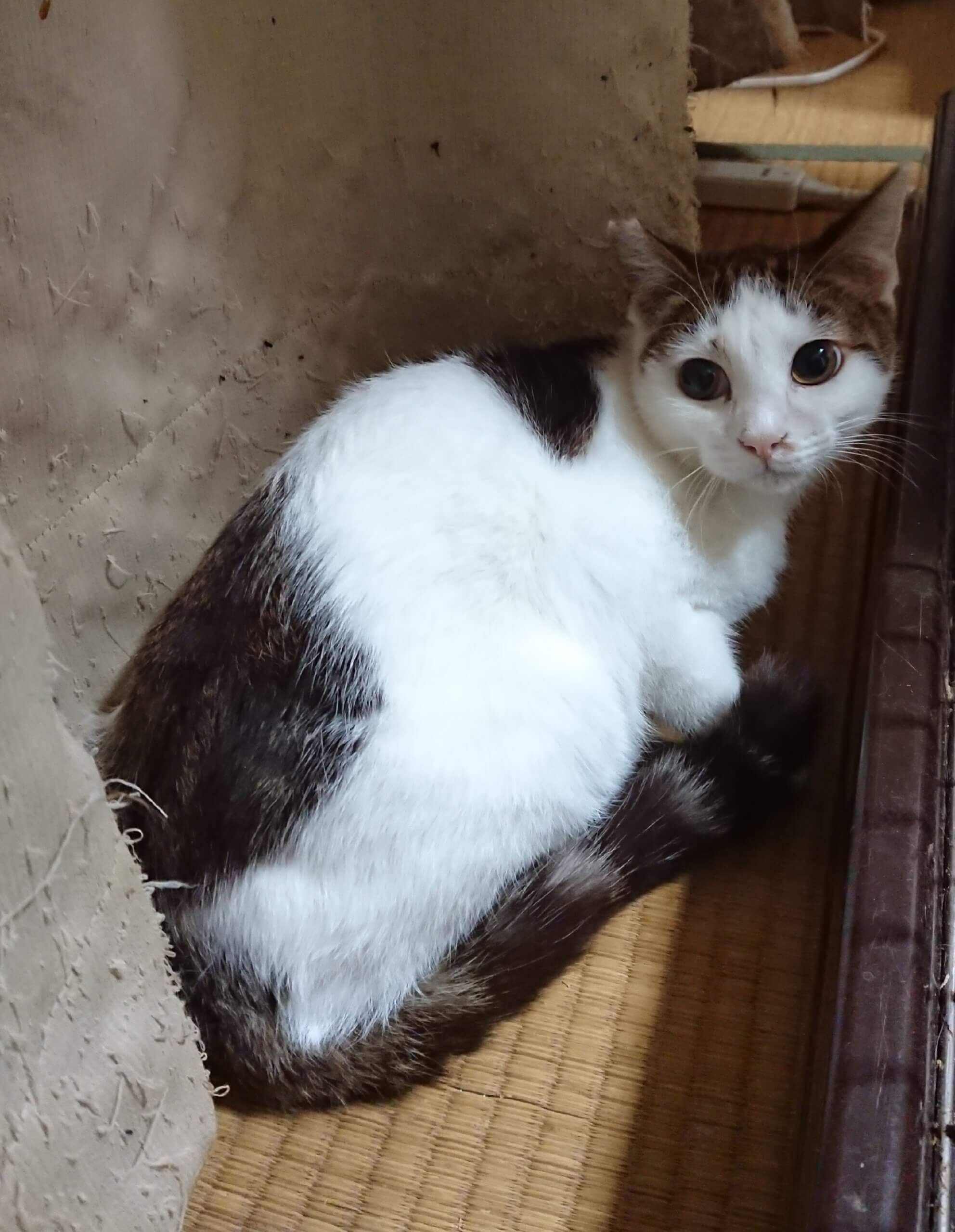 珍しい毛色◇かぼちゃくん◇