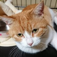 人なつっこいボス◎にこくん◎